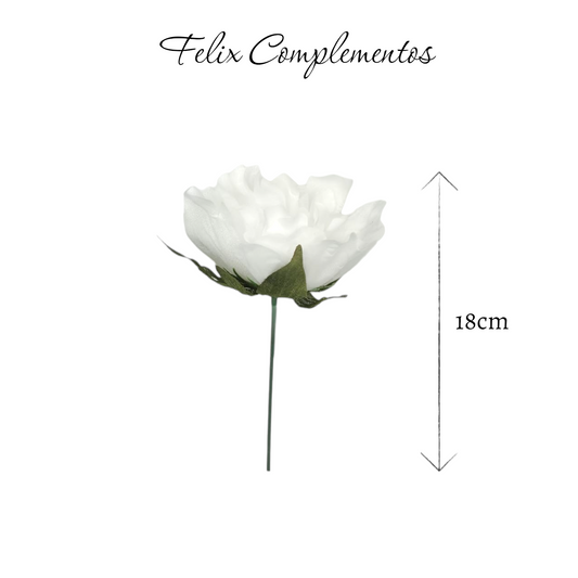 Peonia blanco